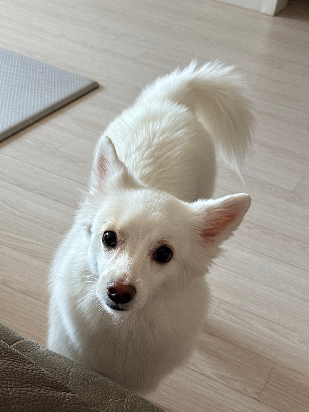 무무 사진 1